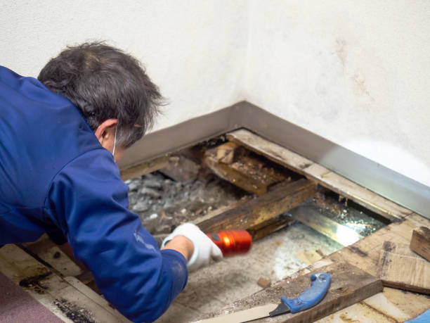 Best Black Mold Remediation in Morton, TX