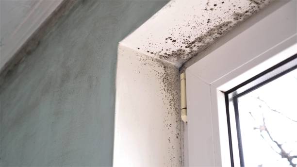 Best DIY Mold Remediation Support Services in Morton, TX