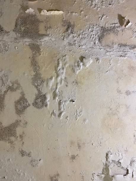 Trusted Morton, TX Mold Remediation Experts