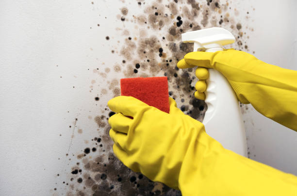 Best Localized Mold Remediation (e.g., coastal areas, humid climates) in Morton, TX