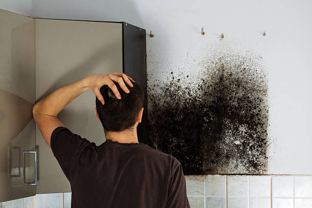 Best Industrial Mold Remediation in Morton, TX
