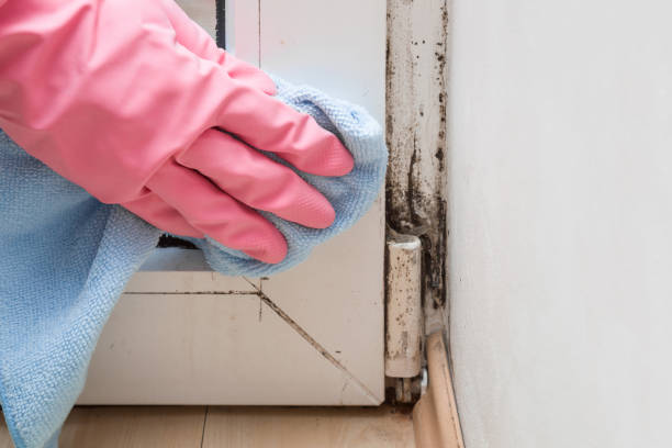Best Post-Flood Mold Remediation in Morton, TX
