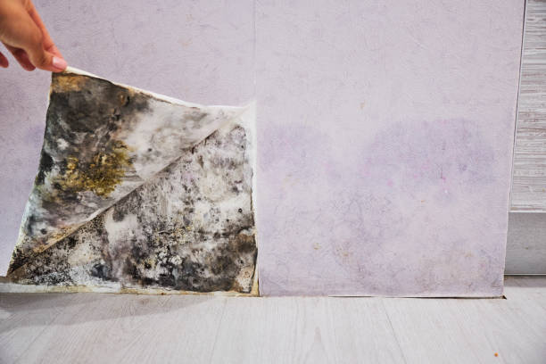 Best Bathroom Mold Remediation in Morton, TX